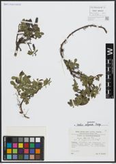 Foto von Salix alpina Scop.